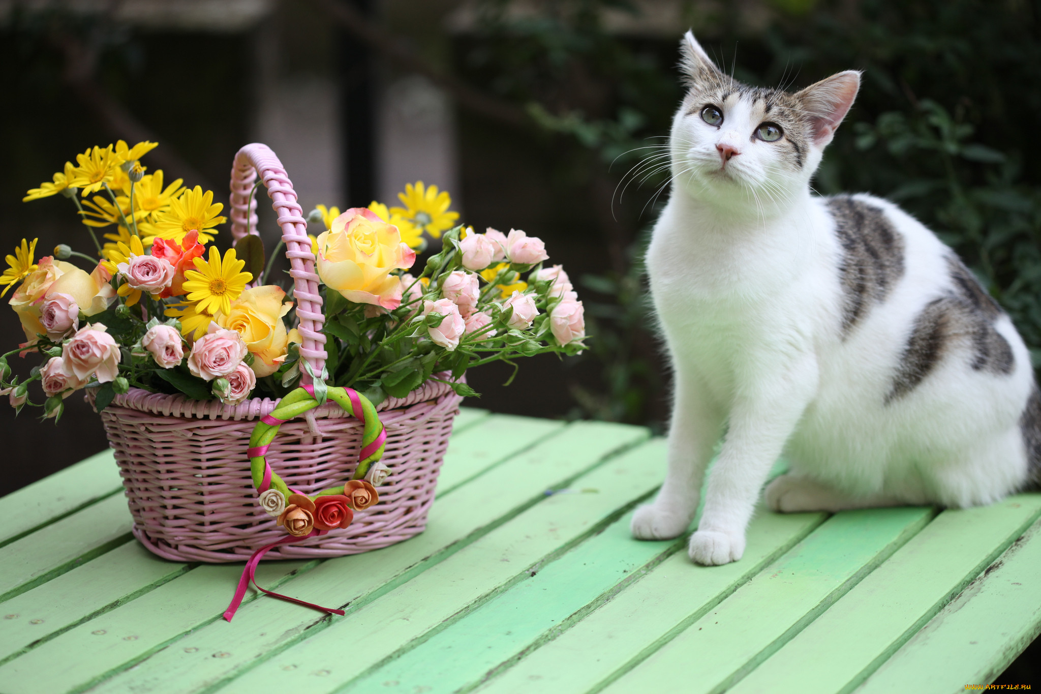 Кот с букетом картинка